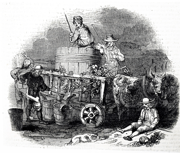 The making of wine in Bordeaux, France