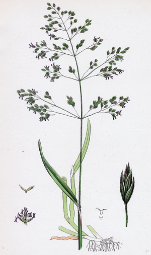 Poa Trivialis Rough Meadow-Grass