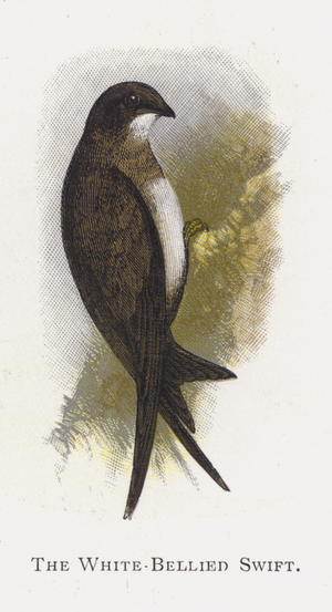 The White-Bellied Swift (chromolitho)