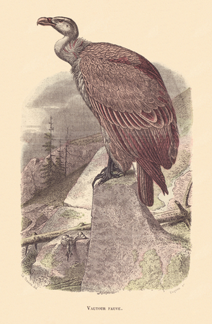 ALPHABET ILLUSTRATES GRIFFON VULTURE BIRDS, 1912 (illustration)