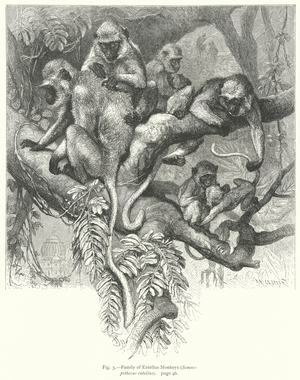 Family of Entellus Monkeys (Semnopithecus Entellus) (engraving)