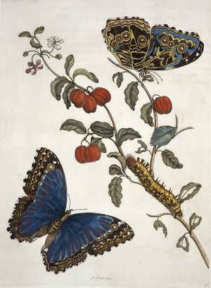 'Insects of Surinam', 1726 (hand-coloured engraving)