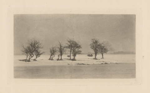 Gnarled Thorn Trees,1893, printed 1895 (photo)