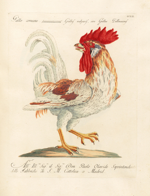 Common Rooster (print)