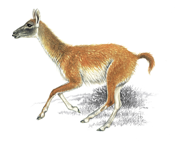 Guanaco