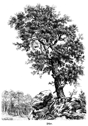 Scots pine