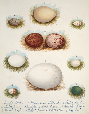 Collection birds' eggs