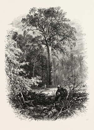 The Forest Scenery of Great Britain: The Victoria Oak, Windsor Forest, UK