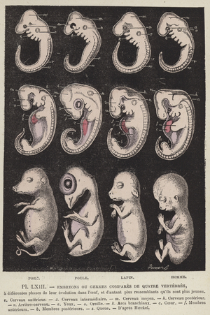 Comparison of the embryos of four vertebrates (colour litho)