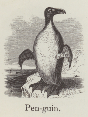 Penguin (engraving)