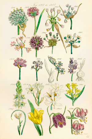 Page of colour illustrations from British Wild Flowers after a work by J. E. Sowerby and C. P. Johnson