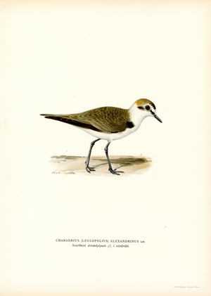 Kentish Plover (colour litho)