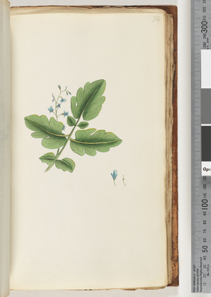 Page 74.  Unidentified plant (w/c)