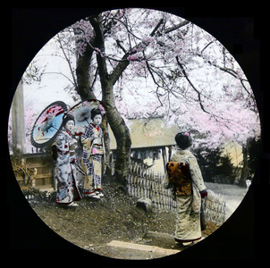 Japan: A group of Geisha relaxing beneath a cherry tree, T. Enami, c. 1910