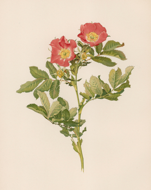 English Rose (colour litho)