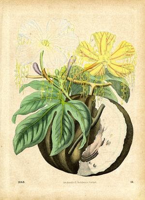 Passion Flowers in Bloom (hand-coloured copper engraving)