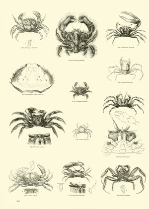 Page from The Pictorial Museum of Animated Nature (engraving)