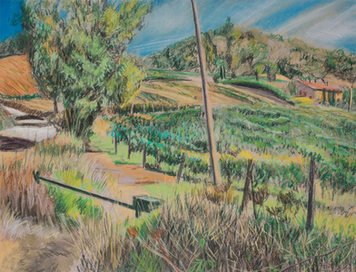 Vineyard Terrabianca, (oil pastel on paper)