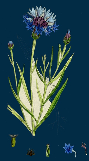 Matthiola Sinuata; Sea Stock