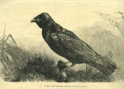 Grip, Dickens' Raven (engraving)