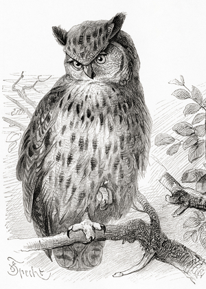 The Eurasian eagle-owl, Bubo bubo, from Meyers Lexicon, pub. 1924 (print)