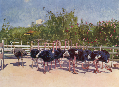 Nice, Autruches a la Ferme de Nice (colour litho)