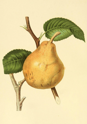 The Glou Morceau Pear, Digitally enhanced reproduction of a watercolour drawing from 1827