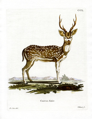Axis Deer (coloured engraving)