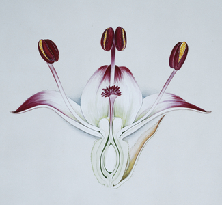 Sanguisorba officinalis