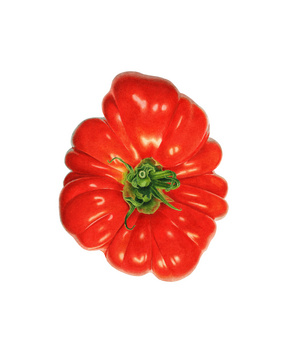 Tomato, 2024 (watercolour on Paper)