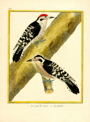 Lesser Spotted Woodpecker and Female (print)