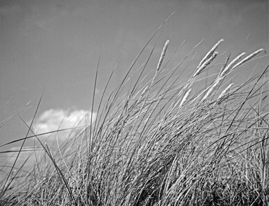 Beach grass swaying in the wind at East Prussia, 1930s (b/w photo)