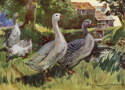 Illustration for My Farm (colour litho)