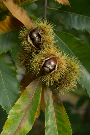 Castanea sativa (sweet chestnut), 2013 (photo)