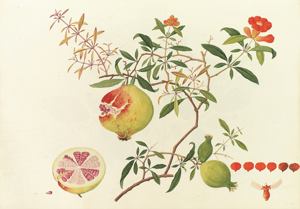 Chinese Botanical Watercolours, watermarked 1794-1801