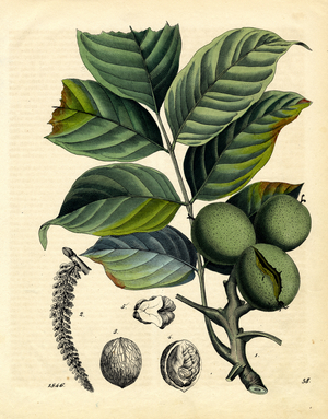 Walnut Tree with Flowers and Fruits (hand-coloured engraving)