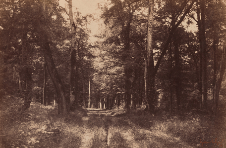 Bas-Breau, Forest of Fontainebleau,1852 (photo)