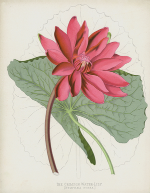 The Crimson Water-Lily, Nymphaea Rubra (chromolitho)