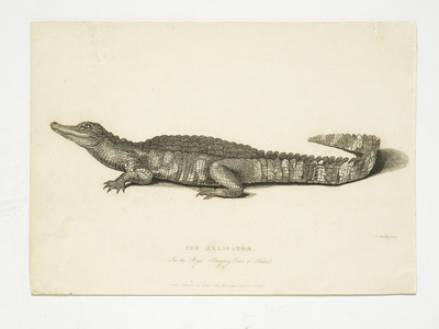 The Alligator, in the Royal Menagery, Tower of London, 1829 (print)