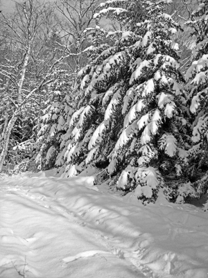 Winter at the forest near Rauschen, East Prussia, 1930s (b/w photo)