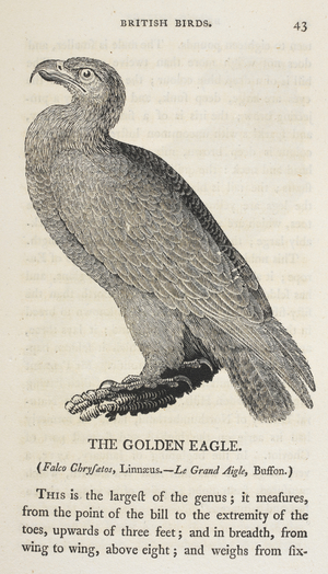 Illustration showing a Golden Eagle.