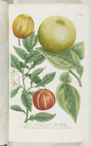 Malus Aurantia, 1737 (engraving)