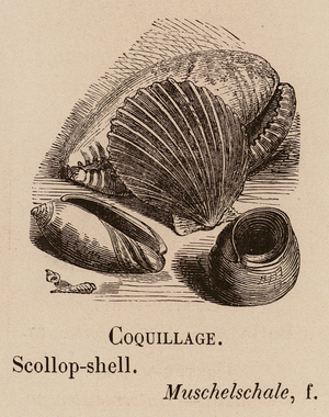 Le Vocabulaire Illustre: Coquillage; Scollop-shell; Muschelschale (engraving)