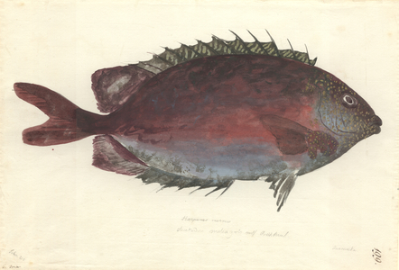 Siganus punctatus