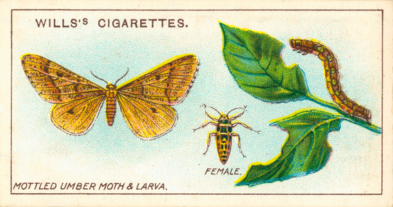 Garden Life: Mottled Umber Moth & Larva (chromolitho)