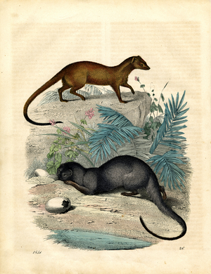Egyptian Ichneumons in Their Habitat (hand-coloured engraving)