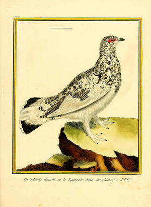 White Ptarmigan in Summer Plumage (print)