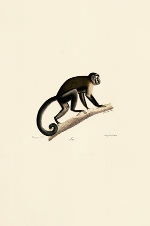 White-headed Capuchin, 1824 (hand-coloured litho)