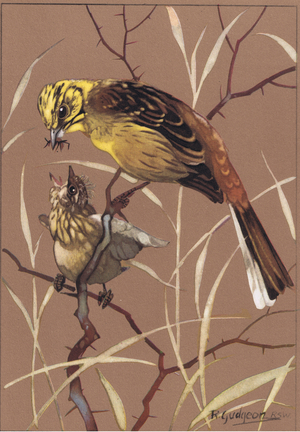 Yellowhammer, illustration from 'Getting to Know Birds ', 1944 (colour litho)