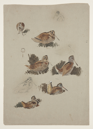 Woodcock, c.1915 (watercolour & bodycolour over pencil on paper)